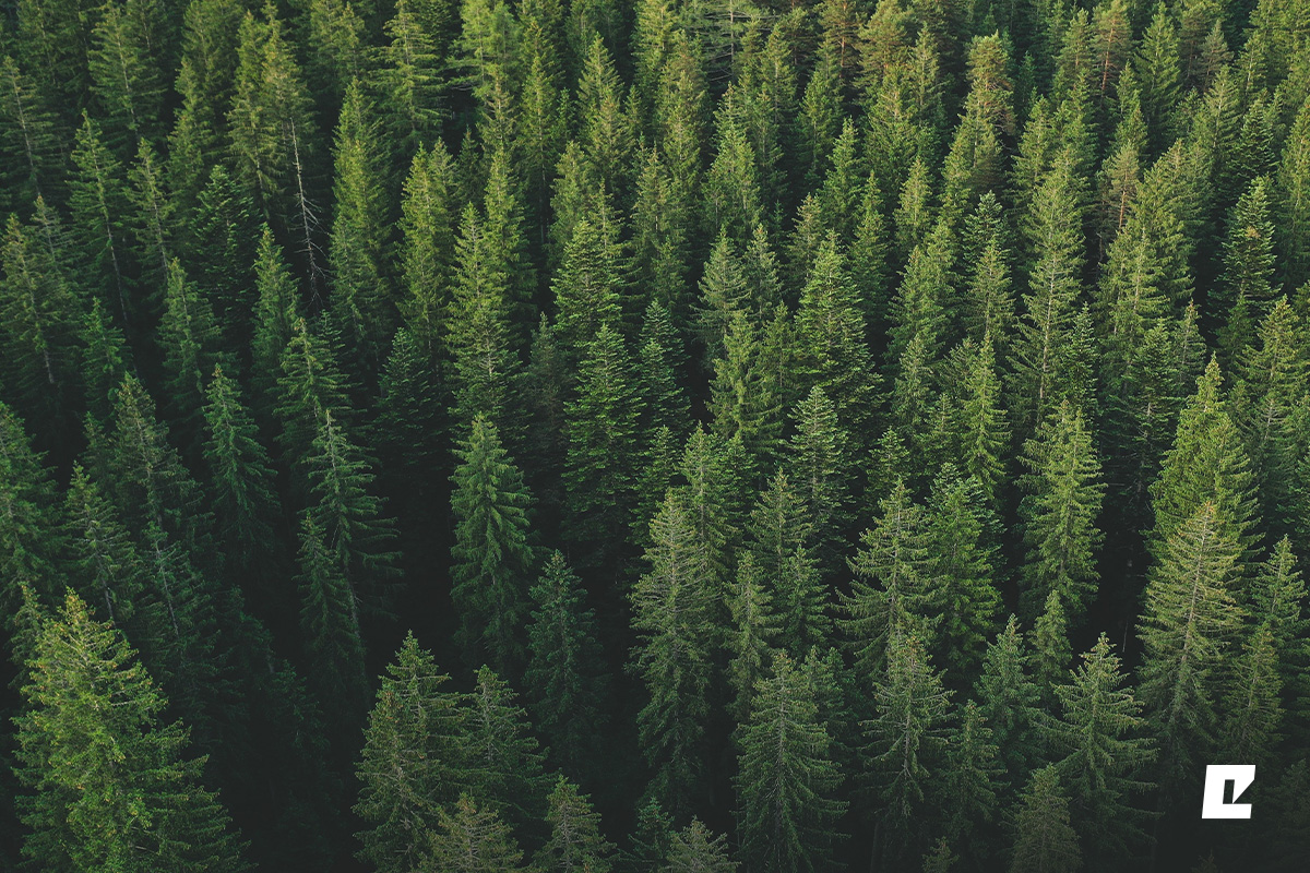 Eko-Okna s certifikátom FSC™. Investujte vedome do budúcnosti